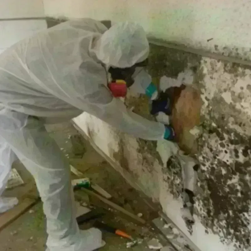 Mold Remediation and Removal in New Springville, NY